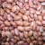 Import High Quality Pinto bean Light Speckled kidney Beans from South Africa
