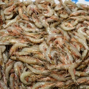 High quality product raw frozen shrimp headed