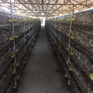 Hot galvanized quail Feeders Farm Equipment including fully automatic system