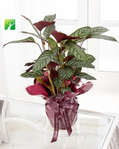 Hot sale 75-90cm growing height natural ornament plant Calathea Compact Star