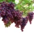 Import Hot Sale China Fresh Grapes Seedless Grapes Fresh from China