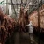 Import Hot Supplier Slaughtering Line in Meat Processing in Cattle House from China