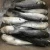 Import japan top quality frozen grey mullet with roe from China