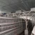 Import Ladder type chicken cage automatic feeder Animal Feeder Automatic Weight Material Origin Industries Service from China