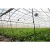 Import large galvanized steel frame truss glass agricultural greenhouse from China