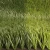 Import Lead free artificial grass football field for sports fields from China
