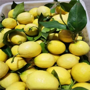 Lemon Export  Healthy Organic Fresh szechuan Lemons High Quality Fruit  NATURAL Origin Type Variety Size Lemon