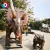 Import Life Size Animatronic Other Amusement Park Products Dinosaur from China