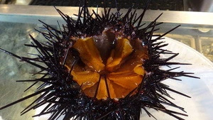 Live Sea Urchin best price