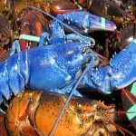Lobster Tail Cheap Price,Florida Lobster Tails