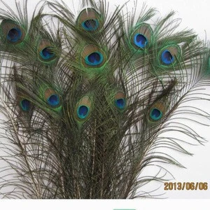 Long peacock feathers 50cm,60cm,70cm