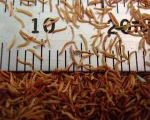 Manuka seed