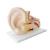 Import Medical education plastic ear model anatomical 3d human ear model 3 times enlarge model from China