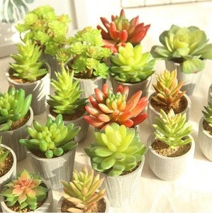 Mini Artificial  plants live succulent plants with pot tropical plants artificial flowers