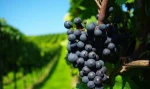 Natural red grape skin extract powder grape skin powder resveratrol Grape skin extract