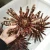 Import Natural Sea urchin for home desk decoration from China