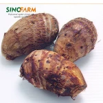 New Arrival China Fresh Taro Low Price High Quality