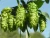 Import New arrival Hops/cascade/nugget/tsingdao Flower natural Hops Wholesale Hops, chinese traditional hops for beer from China