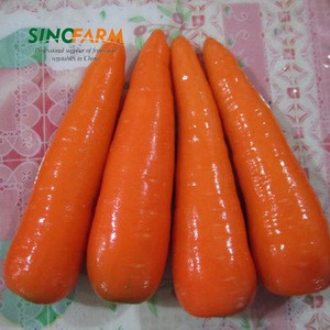 New crop China fresh carrot export
