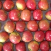 New Crop Jiguan Apple for Bangladesh