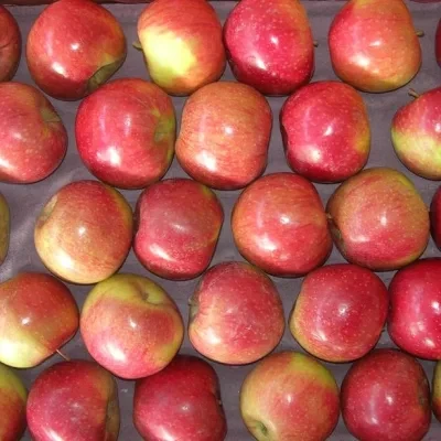 Buy New Crop Jiguan Apple For Bangladesh from Laiwu Manhing Vegetables ...
