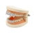 New Hip-hop braces fangs personality micro inlay teeth decorative exquisite jewelry