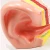 Import New type medical  teaching aid medium-sized enlarged human organ ear anatomical part training model BIX-A1058 from China