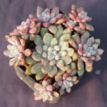 Nursery Indoor and woody succulent plants sapphire