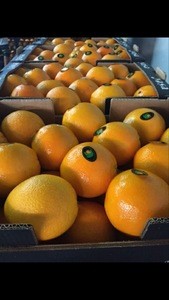Oranges from Turkey