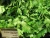 Import Parsley Leaves Dried Fresh Dill/ Fresh Parsley/fresh Basil 100% Natural Dried Flakes/Dehydrated Leaves from China