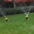Import Portable plastic cover jet watering nozzle low pressure mini mobile impact lawn garden irrigation systems micro sprinkler from China
