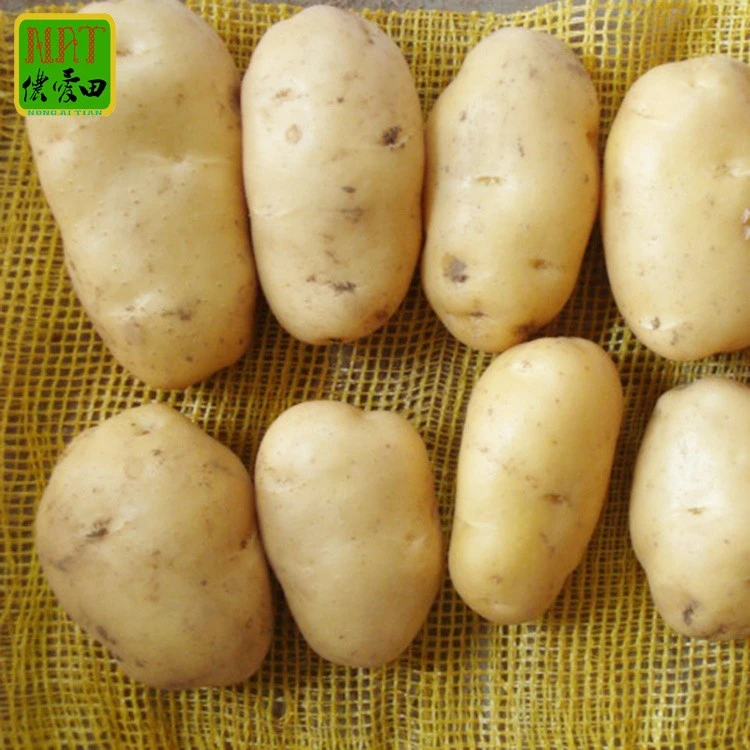 Potatoes fresh sweet potato high quality low price professional export wholesalers fresh potato