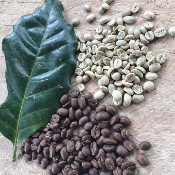 Premium Grade Arabica green coffee bean Chiangrai Mountain from Thailand