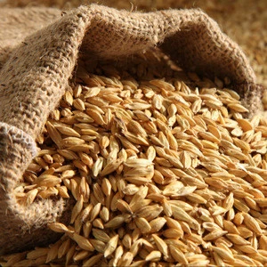 Premium Grade Barley Feed at Affordable Price