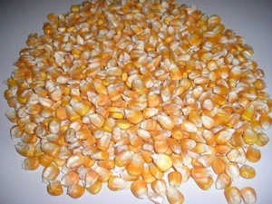 Premium quality air dried vegetables yellow corn for sale