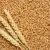 Import PREMIUM QUALITY WHEAT GRAINS from South Africa