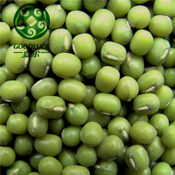 Price for Fresh Green Mung beans/ Urad Dal/ Gram/Peas for Sale Competitive Price