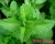 Import Pure Plant Essential Oil Wholesale Bulk Mentha Piperita Oil Organic Peppermint Oil Prices From Mentha Arvensis from China