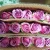 Import Purple color high quality fresh cut rose flower for wholesale roses dubai fresh flower importers from China