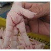 Quality Frozen Brasil Halal chicken Meat /Frozen / Processed Chicken Feet / Paws / Claws Cheap Price