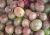 Import Quality Grade A Passion Fruits For Sale from South Africa