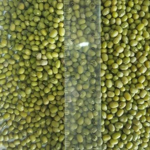 quality Green Mung Beans/Vigna Beans