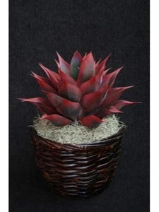 Rattan Planter Tapered Flower Pot For Garden and Indoor Decoration Wood Plant Pot