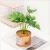 Import Realistic plant miniascape bedroom artificial plant from China