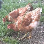 Red-Broilers-fowl :best quality best price broiler chicken