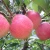 Red organic fresh fruit apples