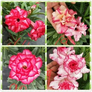 red pink blooming Adenium obesum of outdoor indoor natural decorative ornamental plants