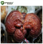 reishi mushroom extract Ganoderma Lucidum P.E.