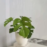 Simulation Home Decoration Green Plants Indoor Potted Living Room Decoration Faux Plants