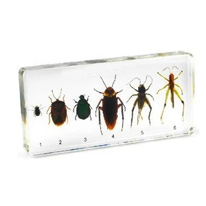 Six Kinds of Pest Real Bugs Specimen Educational Learning Resources Custom make Various Choice Gift Kids